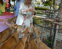 Nong Nooch Garden excursion 7 Countries in Thailand Pattaya photo 684