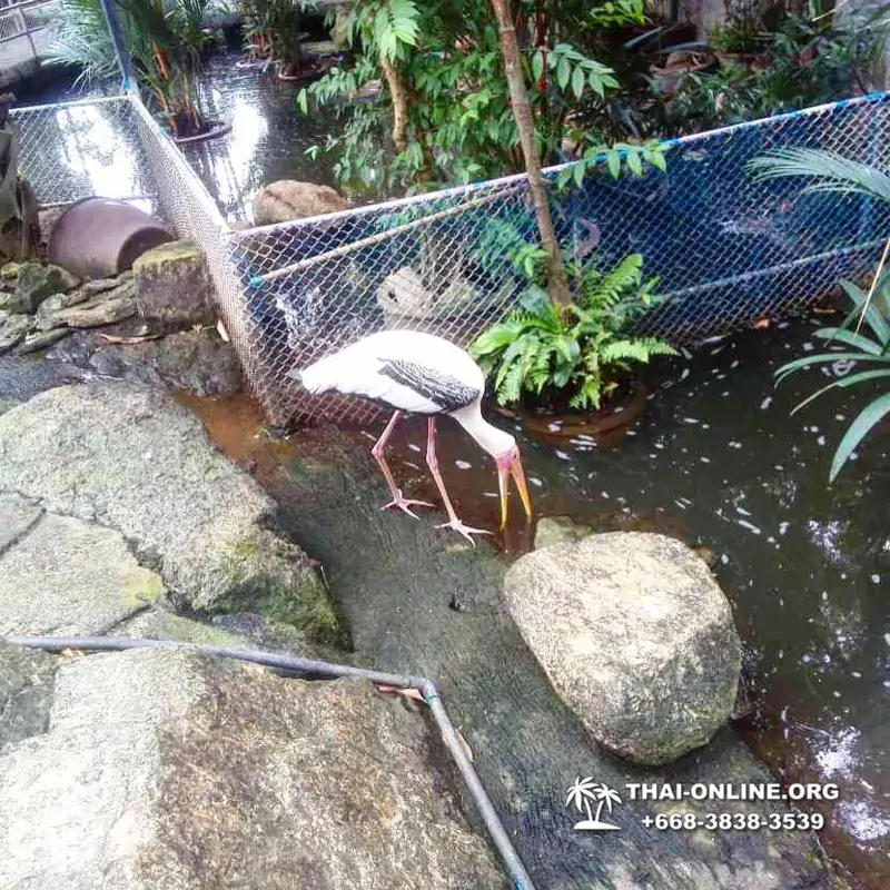 Nong Nooch Tropical Garden in Pattaya Thailand photo 16