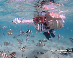 Underwater Odyssey snorkeling excursion in Pattaya Thailand photo 442