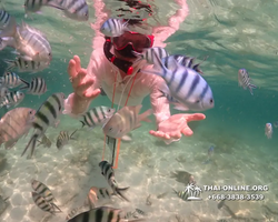 Underwater Odyssey snorkeling tour from Pattaya Thailand photo 18315