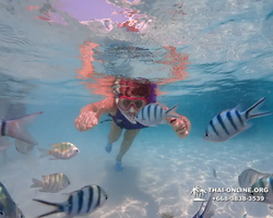 Underwater Odyssey snorkeling excursion in Pattaya Thailand photo 958