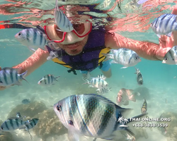 Underwater Odyssey snorkeling excursion Pattaya Thailand photo 19016