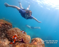 Underwater Odyssey snorkeling excursion in Pattaya Thailand photo 931