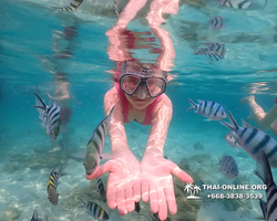 Underwater Odyssey snorkeling tour from Pattaya Thailand photo 14321