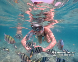 Underwater Odyssey snorkeling tour from Pattaya Thailand photo 14190