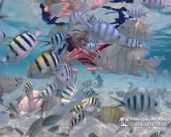 Underwater Odyssey snorkeling excursion in Pattaya Thailand photo 686