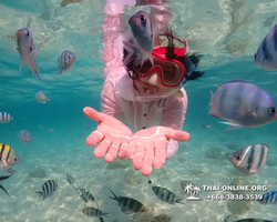 Underwater Odyssey snorkeling tour from Pattaya Thailand photo 14291