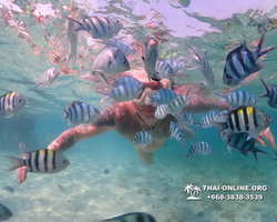Underwater Odyssey snorkeling excursion Pattaya Thailand photo 11232