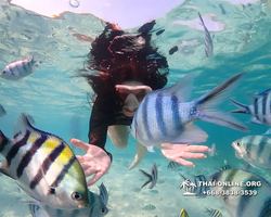 Underwater Odyssey snorkeling excursion Pattaya Thailand photo 11215