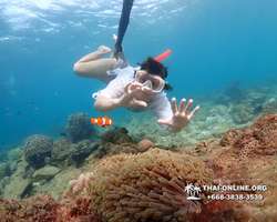 Underwater Odyssey snorkeling excursion Pattaya Thailand photo 11389