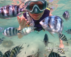 Underwater Odyssey snorkeling excursion Pattaya Thailand photo 19176