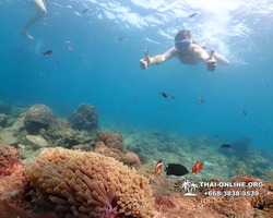 Underwater Odyssey snorkeling excursion Pattaya Thailand photo 11343