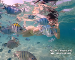 Underwater Odyssey snorkeling excursion Pattaya Thailand photo 11245