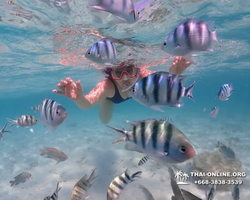 Underwater Odyssey snorkeling excursion in Pattaya Thailand photo 503