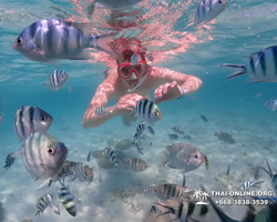 Underwater Odyssey snorkeling excursion in Pattaya Thailand photo 409