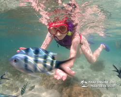 Underwater Odyssey snorkeling excursion Pattaya Thailand photo 19178