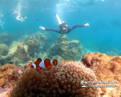 Underwater Odyssey snorkeling tour from Pattaya Thailand photo 14176