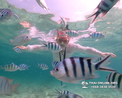 Underwater Odyssey snorkeling tour from Pattaya Thailand photo 18474