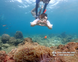 Underwater Odyssey snorkeling excursion Pattaya Thailand photo 11388