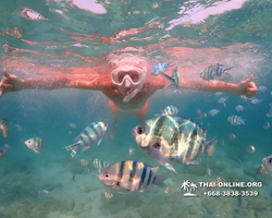 Underwater Odyssey snorkeling excursion Pattaya Thailand photo 11574