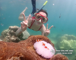 Underwater Odyssey snorkeling excursion Pattaya Thailand photo 19189