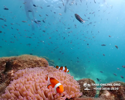 Underwater Odyssey snorkeling excursion Pattaya Thailand photo 14857