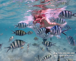 Underwater Odyssey snorkeling excursion in Pattaya Thailand photo 382