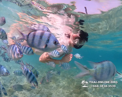 Underwater Odyssey snorkeling excursion Pattaya Thailand photo 11259