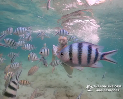 Underwater Odyssey snorkeling excursion in Pattaya Thailand photo 122