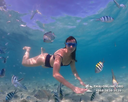 Underwater Odyssey snorkeling tour from Pattaya Thailand photo 10786