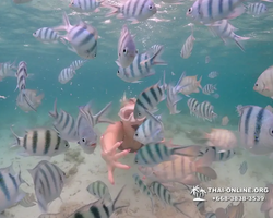 Underwater Odyssey snorkeling excursion in Pattaya Thailand photo 194