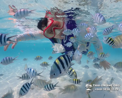 Underwater Odyssey snorkeling excursion in Pattaya Thailand photo 665