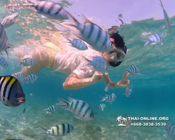 Underwater Odyssey snorkeling excursion Pattaya Thailand photo 11255