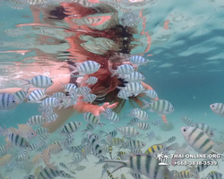 Underwater Odyssey snorkeling excursion in Pattaya Thailand photo 31