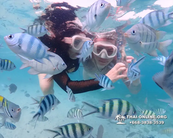 Underwater Odyssey snorkeling excursion Pattaya Thailand photo 11202