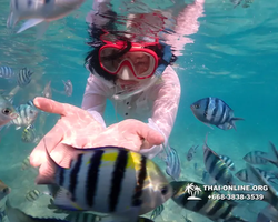 Underwater Odyssey snorkeling tour from Pattaya Thailand photo 14401