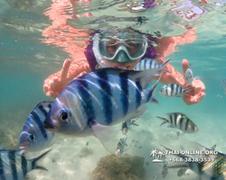 Underwater Odyssey snorkeling excursion Pattaya Thailand photo 19083