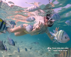 Underwater Odyssey snorkeling excursion Pattaya Thailand photo 11246