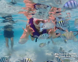 Underwater Odyssey snorkeling excursion in Pattaya Thailand photo 767