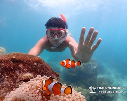 Underwater Odyssey snorkeling excursion in Pattaya Thailand photo 439