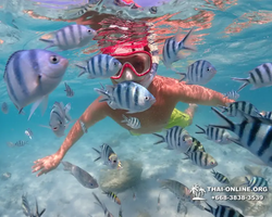 Underwater Odyssey snorkeling excursion in Pattaya Thailand photo 389