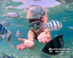 Underwater Odyssey snorkeling excursion Pattaya Thailand photo 11174