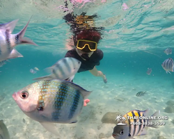 Underwater Odyssey snorkeling tour from Pattaya Thailand photo 14339