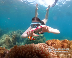 Underwater Odyssey snorkeling tour from Pattaya Thailand photo 14290