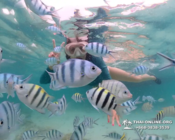 Underwater Odyssey snorkeling excursion in Pattaya Thailand photo 64