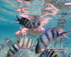 Underwater Odyssey snorkeling tour from Pattaya Thailand photo 14172