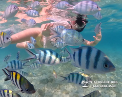 Underwater Odyssey snorkeling excursion Pattaya Thailand photo 11252