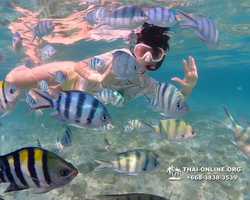 Underwater Odyssey snorkeling excursion Pattaya Thailand photo 11251