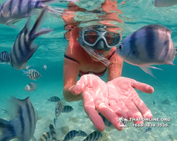 Underwater Odyssey snorkeling excursion Pattaya Thailand photo 14212