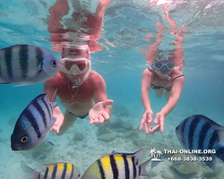 Underwater Odyssey snorkeling tour from Pattaya Thailand photo 14155